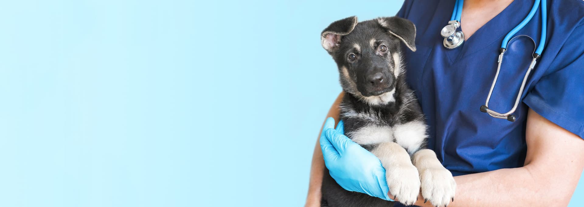 ¿Su mascota necesita atención?
