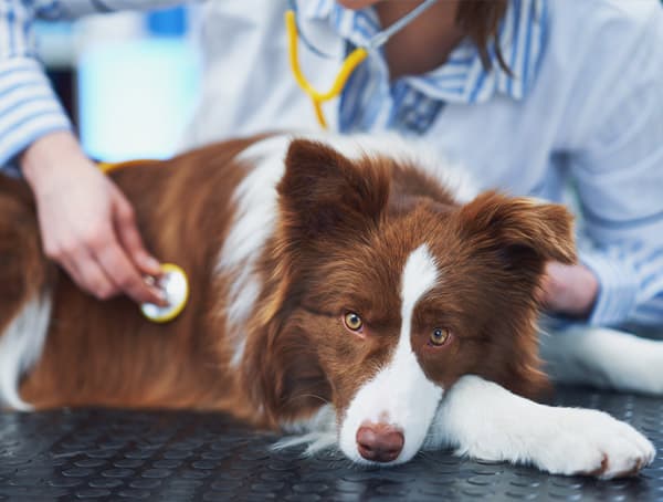 Contacto Clínica Veterinaria San Roque