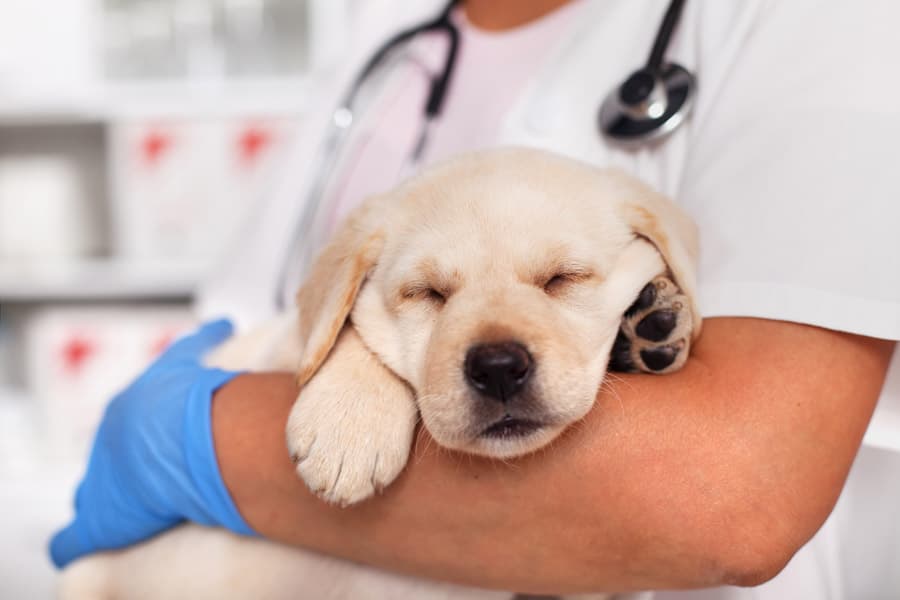 Hospitalización de día para animales