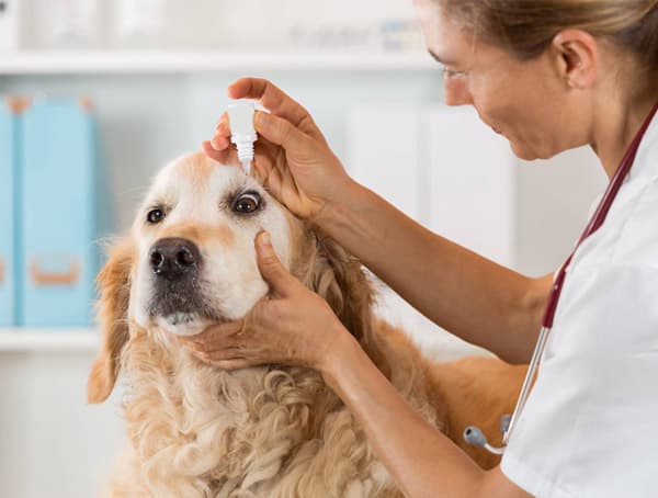 Oftalmoloxía veterinaria en Santiago