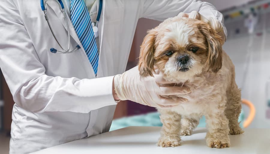  Algúns dos tratamentos que levamos a cabo na nosa clínica veterinaria